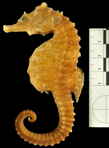 Media type: image;   Ichthyology 51551